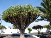 2010-05_lanzarote009