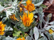 2010-05_lanzarote028