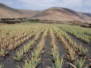 2010-05_lanzarote031