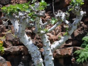 2010-05_lanzarote040