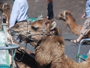 2010-05_lanzarote076