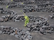 2010-05_lanzarote091