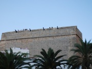 2011_ibiza100