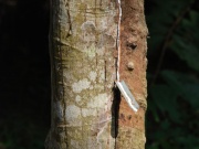 2012_asia042